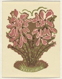 Artist: OGILVIE, Helen | Title: Tetratheca