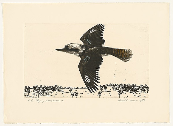 Artist: b'Rose, David.' | Title: b'Flying kookaburra I' | Date: 1978 | Technique: b'aquatint, printed in black ink, from one plate; watercolour additions' Artist: b'Rose, David.' | Title: b'Flying kookaburra I' | Date: 1978 | Technique: b'aquatint, printed in black ink, from one plate; watercolour additions'
