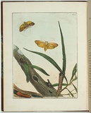 Artist: Lewin, J.W. | Title: Cryptophasa rubescens. | Date: 05 April 1803 | Technique: etching, printed in black ink, from one copper plate; hand-coloured