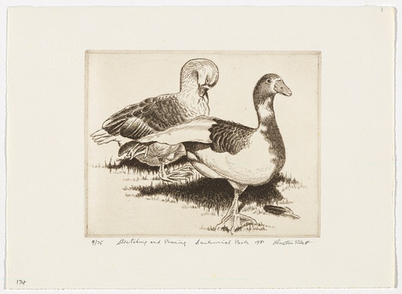 Artist: b'PLATT, Austin' | Title: b'Stretching and preening Centennial Park' | Date: 1981 | Technique: b'etching, printed in black ink, from one plate' Artist: b'PLATT, Austin' | Title: b'Stretching and preening Centennial Park' | Date: 1981 | Technique: b'etching, printed in black ink, from one plate'