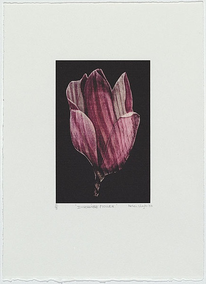 Artist: b'Wright, Helen.' | Title: b'(Striped pink flower, black background)' | Date: 2000 | Technique: b'digital print, printed in colour, from digital file' Artist: b'Wright, Helen.' | Title: b'(Striped pink flower, black background)' | Date: 2000 | Technique: b'digital print, printed in colour, from digital file'