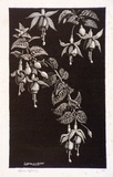 Artist: LINDSAY, Lionel | Title: Fuchsias | Date: 1939 | Technique: wood-engraving, printed in black ink, from one block | Copyright: Courtesy of the National Library of Australia