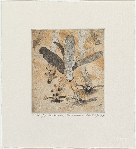 Artist: b'Wolseley, John.' | Title: b'Dipterocarp descending' | Date: 1998, September | Technique: b'etching printed in colour, from two plates' | Copyright: b'\xc2\xa9 John Wolseley. Licensed by VISCOPY, Australia' Artist: b'Wolseley, John.' | Title: b'Dipterocarp descending' | Date: 1998, September | Technique: b'etching printed in colour, from two plates' | Copyright: b'\xc2\xa9 John Wolseley. Licensed by VISCOPY, Australia'