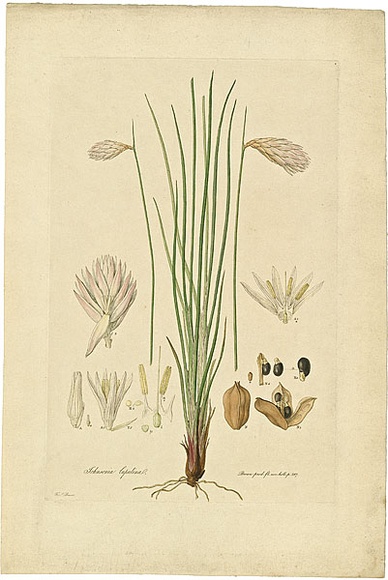 Artist: b'Bauer, Ferdinand.' | Title: b'Johnsonia lupulina.' | Date: 1806-13 | Technique: b'engraving, printed in colour, from one plate; hand-coloured; letterpress' Artist: b'Bauer, Ferdinand.' | Title: b'Johnsonia lupulina.' | Date: 1806-13 | Technique: b'engraving, printed in colour, from one plate; hand-coloured; letterpress'