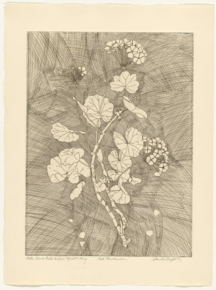 Artist: b'GRIFFITH, Pamela' | Title: b'The Red Geranium' | Date: 1988 | Technique: b'hardground-etching and aquatint, printed in black ink, from one copper plate' | Copyright: b'\xc2\xa9 Pamela Griffith' Artist: b'GRIFFITH, Pamela' | Title: b'The Red Geranium' | Date: 1988 | Technique: b'hardground-etching and aquatint, printed in black ink, from one copper plate' | Copyright: b'\xc2\xa9 Pamela Griffith'