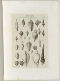 Title: Fossils of Victoria. | Date: 1855-56 | Technique: engraving, printed in black ink, from one copper plate