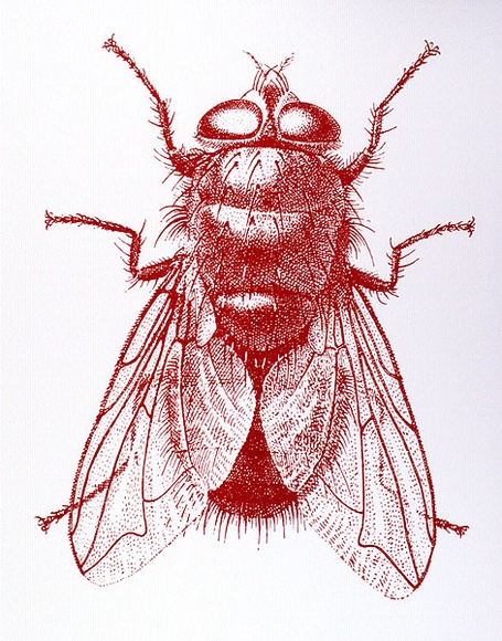 Artist: b'Gibbs, Denyse.' | Title: b'Red fly 1' | Date: 1973 | Copyright: b'This work appears on screen courtesy of the artist and copyright holder' Artist: b'Gibbs, Denyse.' | Title: b'Red fly 1' | Date: 1973 | Copyright: b'This work appears on screen courtesy of the artist and copyright holder'