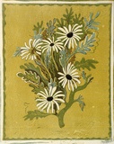 Artist: OGILVIE, Helen | Title: Flannel flower | Technique: linocut, printed in colour, from multiple blocks