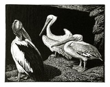 Artist: LINDSAY, Lionel | Title: Pelicans | Date: 1938 | Technique: wood-engraving, printed in black ink, from one block | Copyright: Courtesy of the National Library of Australia