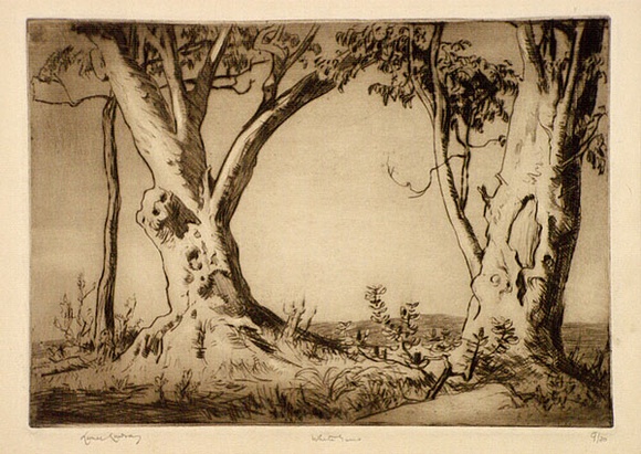 Artist: b'LINDSAY, Lionel' | Title: b'White gums' | Date: 1937 | Technique: b'drypoint, printed in brown ink with plate-tone, from one plate' | Copyright: b'Courtesy of the National Library of Australia' Artist: b'LINDSAY, Lionel' | Title: b'White gums' | Date: 1937 | Technique: b'drypoint, printed in brown ink with plate-tone, from one plate' | Copyright: b'Courtesy of the National Library of Australia'