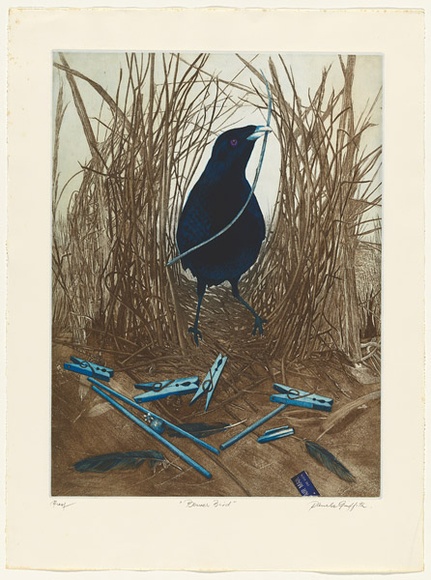 Artist: b'GRIFFITH, Pamela' | Title: b'Bower Bird' | Date: 1982 | Technique: b'hard ground, aquatint, soft ground, spray resist, collage on two zinc' | Copyright: b'\xc2\xa9 Pamela Griffith'