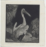 Artist: LINDSAY, Lionel | Title: The Pelican | Date: 1923 | Technique: wood-engraving, printed in black ink, from one block | Copyright: Courtesy of the National Library of Australia