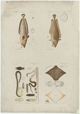 Artist: Hamel, Julius. | Title: Proof sheet of four images of reptiles and fishes. | Date: 1878 | Technique: lithograph, printed in colour, from multiple stones