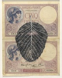 Artist: HALL, Fiona | Title: Sorbus aria - Whitebeam (French currency) | Date: 2000 - 2002 | Technique: gouache | Copyright: © Fiona Hall