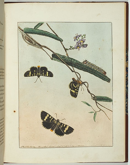 Artist: b'Lewin, J.W.' | Title: b'Plalaenoides glycinoe.' | Date: 23 September 1803 | Technique: b'etching, printed in black ink, from one copper plate; hand-coloured' Artist: b'Lewin, J.W.' | Title: b'Plalaenoides glycinoe.' | Date: 23 September 1803 | Technique: b'etching, printed in black ink, from one copper plate; hand-coloured'