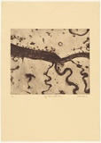 Artist: Olsen, John. | Title: Big river and little rivers. | Date: 1990 | Technique: aquatint and etching, printed in brown ink with plate-tone, from one plate