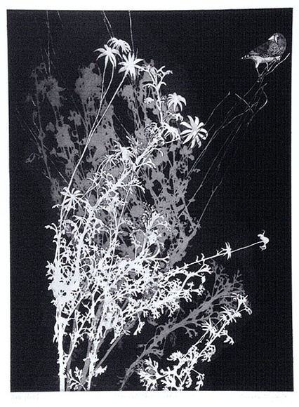 Artist: b'GRIFFITH, Pamela' | Title: b'Flannel flowers and Zebra finch' | Date: 1986 | Technique: b'hardground-etching and aquatint, printed in black ink, from one zinc plate' | Copyright: b'\xc2\xa9 Pamela Griffith' Artist: b'GRIFFITH, Pamela' | Title: b'Flannel flowers and Zebra finch' | Date: 1986 | Technique: b'hardground-etching and aquatint, printed in black ink, from one zinc plate' | Copyright: b'\xc2\xa9 Pamela Griffith'