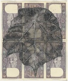 Artist: HALL, Fiona | Title: Pterospermum acerifolium - Maple-leaved bayur (Indian currency) | Date: 2000 - 2002 | Technique: gouache | Copyright: © Fiona Hall