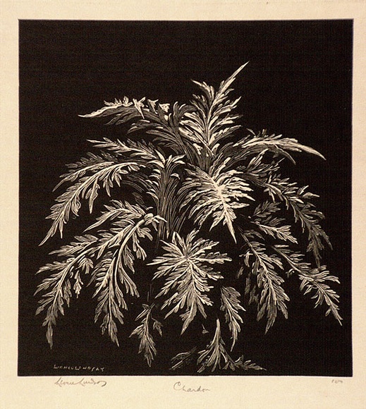 Artist: b'LINDSAY, Lionel' | Title: b'Chardon' | Date: c.1930 | Technique: b'wood-engraving, printed in black ink, from one block' | Copyright: b'Courtesy of the National Library of Australia' Artist: b'LINDSAY, Lionel' | Title: b'Chardon' | Date: c.1930 | Technique: b'wood-engraving, printed in black ink, from one block' | Copyright: b'Courtesy of the National Library of Australia'