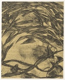 Artist: Burgess, Rachel. | Title: not titled [inverted script and abstracted vegetation]. | Date: 1995 | Technique: lithograph, printed in black ink, from one stone