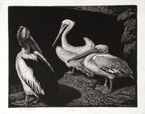 Artist: LINDSAY, Lionel | Title: Pelicans | Date: 1938 | Technique: wood-engraving, printed in black ink, from one block | Copyright: Courtesy of the National Library of Australia