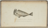 Title: Fish caught at Port Arthur. | Date: 1835 | Technique: engraving, printed in black ink, from one copper plate
