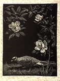 Artist: b'LINDSAY, Lionel' | Title: b'Pheasant and Magnolia' | Date: 1925 | Technique: b'wood-engraving, printed in black ink, from one block' | Copyright: b'Courtesy of the National Library of Australia'