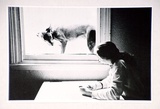 Artist: Hall, Judith. | Title: Postcard: (Dog at the window) | Date: 1985 | Technique: photo-offset-lithograph