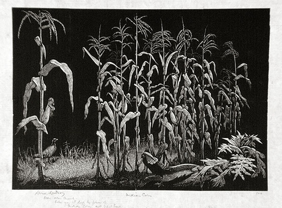 Artist: b'LINDSAY, Lionel' | Title: b'Indian corn' | Date: 1937 | Technique: b'wood-engraving, printed in black ink, from one block' | Copyright: b'Courtesy of the National Library of Australia' Artist: b'LINDSAY, Lionel' | Title: b'Indian corn' | Date: 1937 | Technique: b'wood-engraving, printed in black ink, from one block' | Copyright: b'Courtesy of the National Library of Australia'
