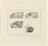 Artist: Dawson, Janet. | Title: Study: Painted rock, sprouting potato. | Date: 1992, July | Technique: photo-lithograph, printed in black ink, from one plate | Copyright: © Janet Dawson. Licensed by VISCOPY, Australia