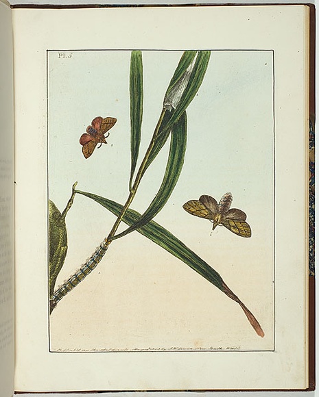 Artist: b'Lewin, J.W.' | Title: b'Bombyx nasuta.' | Date: 14 May 1803 | Technique: b'etching, printed in black ink, from one copper plate; hand-coloured' Artist: b'Lewin, J.W.' | Title: b'Bombyx nasuta.' | Date: 14 May 1803 | Technique: b'etching, printed in black ink, from one copper plate; hand-coloured'