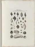 Title: b'Fossils of Victoria.' | Date: 1855-56 | Technique: b'engraving, printed in black ink, from one copper plate'