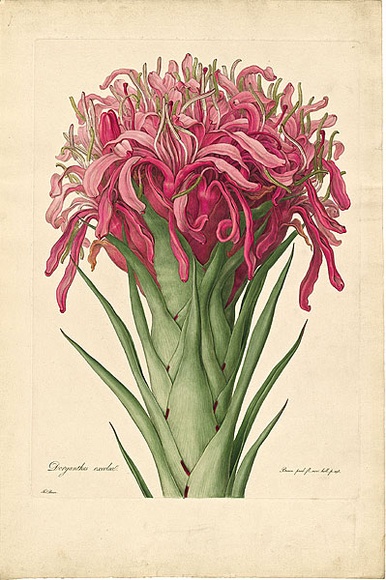 Artist: b'Bauer, Ferdinand.' | Title: b'Gymea lily.' | Date: 1806-13 | Technique: b'engraving, printed in colour, from one plate; hand-coloured; letterpress' Artist: b'Bauer, Ferdinand.' | Title: b'Gymea lily.' | Date: 1806-13 | Technique: b'engraving, printed in colour, from one plate; hand-coloured; letterpress'