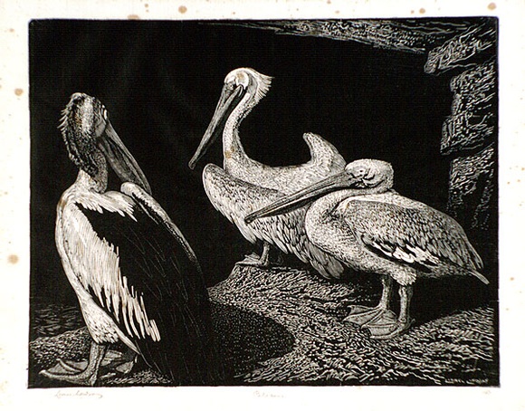 Artist: b'LINDSAY, Lionel' | Title: b'Pelicans' | Date: 1938 | Technique: b'wood-engraving, printed in black ink, from one block' | Copyright: b'Courtesy of the National Library of Australia' Artist: b'LINDSAY, Lionel' | Title: b'Pelicans' | Date: 1938 | Technique: b'wood-engraving, printed in black ink, from one block' | Copyright: b'Courtesy of the National Library of Australia'