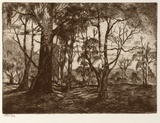 Artist: Stockfeld, R.H. | Title: Rural scene, landscape gums | Date: c.1935 | Technique: etching, printed in black ink, from one plate