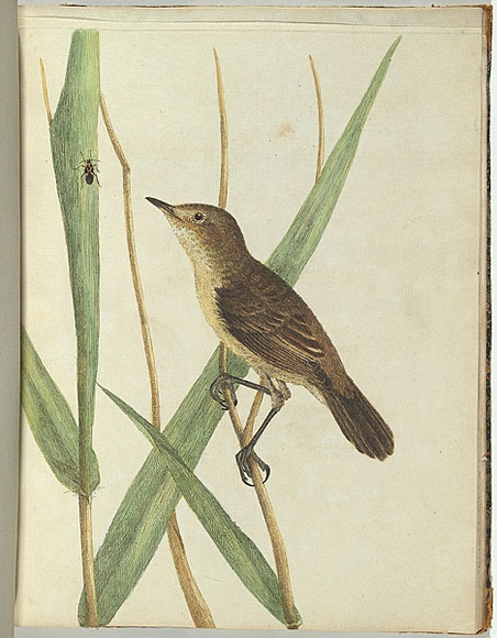 Artist: b'Lewin, J.W.' | Title: b'Reed warbler.' | Date: January 1805 | Technique: b'etching, printed in black ink, from one copper plate; hand-coloured' Artist: b'Lewin, J.W.' | Title: b'Reed warbler.' | Date: January 1805 | Technique: b'etching, printed in black ink, from one copper plate; hand-coloured'