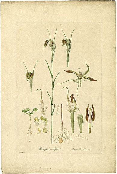 Artist: b'Bauer, Ferdinand.' | Title: b'Pterostylis grandiflora.' | Date: 1806-13 | Technique: b'engraving, printed in colour, from one plate; hand-coloured; letterpress' Artist: b'Bauer, Ferdinand.' | Title: b'Pterostylis grandiflora.' | Date: 1806-13 | Technique: b'engraving, printed in colour, from one plate; hand-coloured; letterpress'