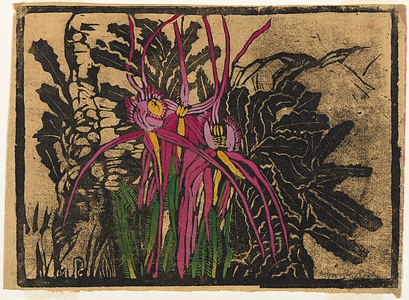 Artist: b'PRESTON, Margaret' | Title: b'Spider orchid.' | Date: 1939 | Technique: b'woodcut, printed in black ink, from one block; hand-coloured' | Copyright: b'\xc2\xa9 Margaret Preston. Licensed by VISCOPY, Australia' Artist: b'PRESTON, Margaret' | Title: b'Spider orchid.' | Date: 1939 | Technique: b'woodcut, printed in black ink, from one block; hand-coloured' | Copyright: b'\xc2\xa9 Margaret Preston. Licensed by VISCOPY, Australia'