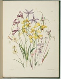 Artist: Charsley, Fanny Anne. | Title: Macdonaldia antennifera, diuris elongata, diuris oculata, glossodia major, caladenia alata, utricularia lilacina and caladenia pulcherrima. | Date: 1867 | Technique: lithograph, printed in black ink, from one stone; handcoloured