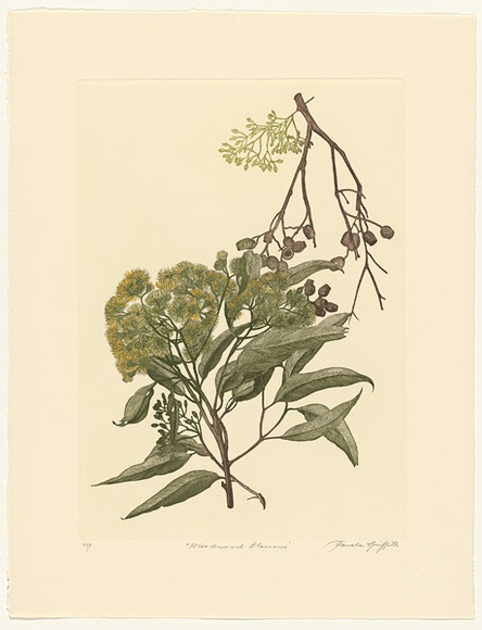 Artist: b'GRIFFITH, Pamela' | Title: b'Bloodwood Blossoms' | Date: 1989 | Technique: b'hardground-etching and aquatint, printed from one copper plate; additional hand-tinting' | Copyright: b'\xc2\xa9 Pamela Griffith' Artist: b'GRIFFITH, Pamela' | Title: b'Bloodwood Blossoms' | Date: 1989 | Technique: b'hardground-etching and aquatint, printed from one copper plate; additional hand-tinting' | Copyright: b'\xc2\xa9 Pamela Griffith'