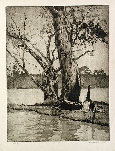 Artist: b'Ragless, Max.' | Title: b'River trees' | Date: 1934 | Technique: b'aquatint and etching, printed in warm black ink with plate-tone, from one plate' | Copyright: b'\xc2\xa9 Max Ragless' Artist: b'Ragless, Max.' | Title: b'River trees' | Date: 1934 | Technique: b'aquatint and etching, printed in warm black ink with plate-tone, from one plate' | Copyright: b'\xc2\xa9 Max Ragless'