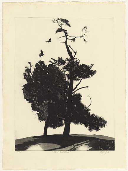 Artist: b'GRIFFITH, Pamela' | Title: b'Black cockatoos' | Date: 1981 | Technique: b'etching, aquatint printed in black ink, from one zinc plate' | Copyright: b'\xc2\xa9 Pamela Griffith' Artist: b'GRIFFITH, Pamela' | Title: b'Black cockatoos' | Date: 1981 | Technique: b'etching, aquatint printed in black ink, from one zinc plate' | Copyright: b'\xc2\xa9 Pamela Griffith'