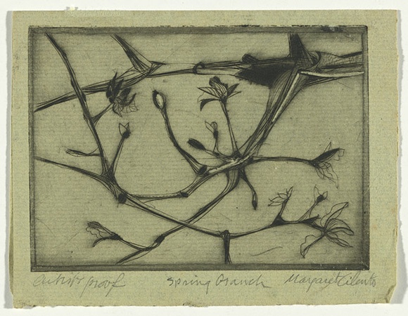 Artist: b'Cilento, Margaret.' | Title: b'Spring branch.' | Date: c.1950 | Technique: b'etching, drypoint, printed in black ink, from one plate' Artist: b'Cilento, Margaret.' | Title: b'Spring branch.' | Date: c.1950 | Technique: b'etching, drypoint, printed in black ink, from one plate'