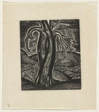 Artist: Rosenstengel, Paula. | Title: Horse chestnut, Capel-y-ffin | Date: c.1940 | Technique: wood-engraving, printed in black ink, from one block