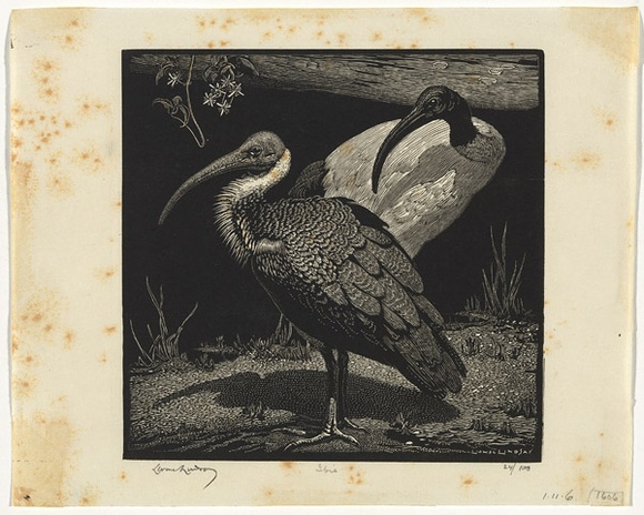Artist: b'LINDSAY, Lionel' | Title: b'Ibis' | Date: 1932 | Technique: b'wood-engraving, printed in black ink, from one block' | Copyright: b'Courtesy of the National Library of Australia' Artist: b'LINDSAY, Lionel' | Title: b'Ibis' | Date: 1932 | Technique: b'wood-engraving, printed in black ink, from one block' | Copyright: b'Courtesy of the National Library of Australia'