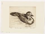 Artist: PLATT, Austin | Title: Musk duck afloat, Centennial Park | Date: 1981 | Technique: etching, printed in black ink, from one plate