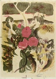 Artist: b'Wall, Edith.' | Title: b'Roses up a gum tree' | Date: 1959 | Technique: b'lithograph, printed in colour, from three aliminium plates' | Copyright: b'Courtesy of the artist'