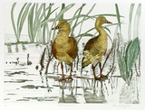 Artist: GRIFFITH, Pamela | Title: Whistling ducks | Date: 1989 | Technique: hard ground, aquatint, burnishing, hand tinting on one copper plate | Copyright: © Pamela Griffith