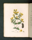 Title: Platylobium formosium [Orange flat-pea]. | Date: 1793 | Technique: engraving, printed in black ink, from one copper plate; hand-coloured