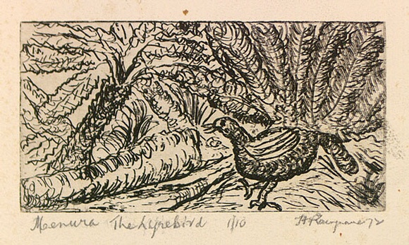 Artist: b'ROSENGRAVE, Harry' | Title: b'Menura the lyrebird' | Date: 1972 | Technique: b'etching, printed in black ink, from one plate' Artist: b'ROSENGRAVE, Harry' | Title: b'Menura the lyrebird' | Date: 1972 | Technique: b'etching, printed in black ink, from one plate'
